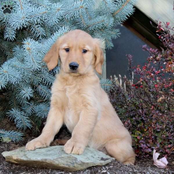 Justin, Golden Retriever Puppy